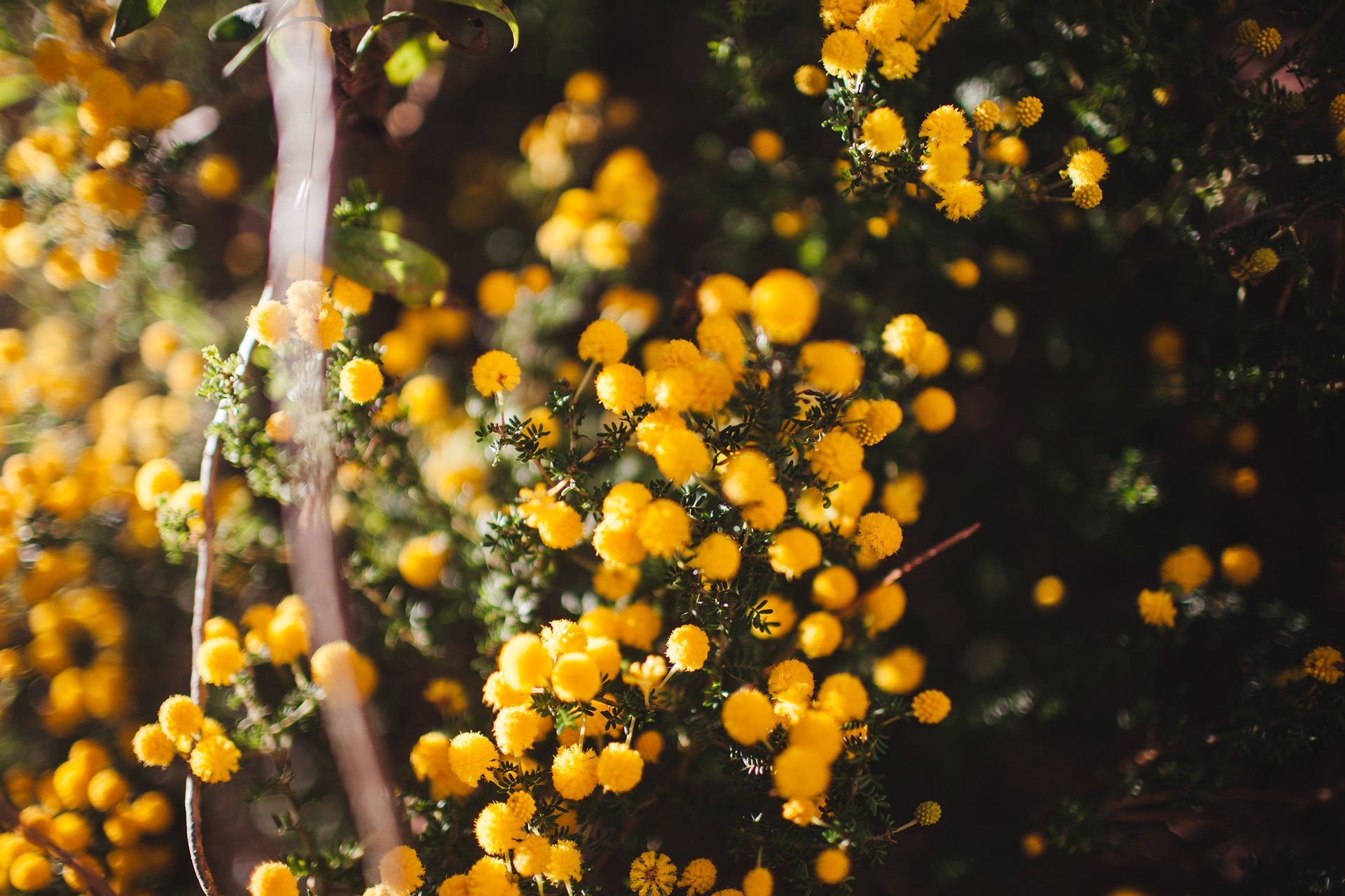 Golden yellow Australian wattle flowers glow in the sunlight.